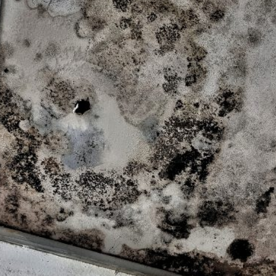 mold remedation markham